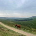 Lone Cow
