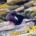 Black Guillemot