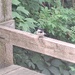 Chirping Away 