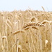 Grain