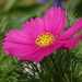Bright & Cheerful