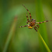 Morning web check