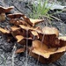 Fungi