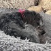 She does sleep !