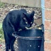 We Don’t Have A Cat 