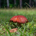 Unknown mushroom...