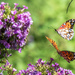 Flying Fritillaries