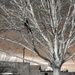 Winter in Stanthorpe