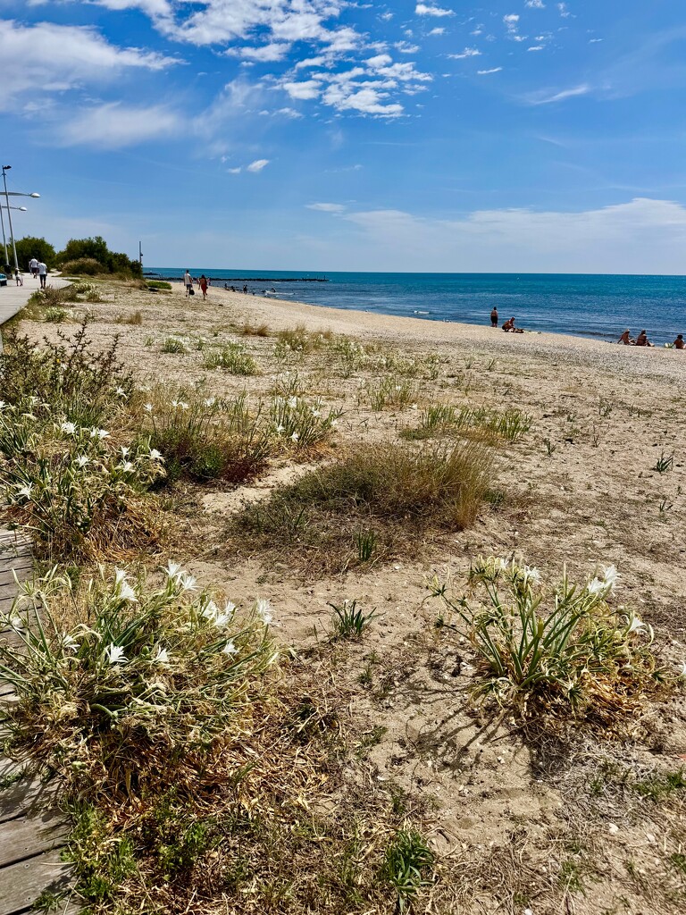 Flowers on the beach.  by cocobella