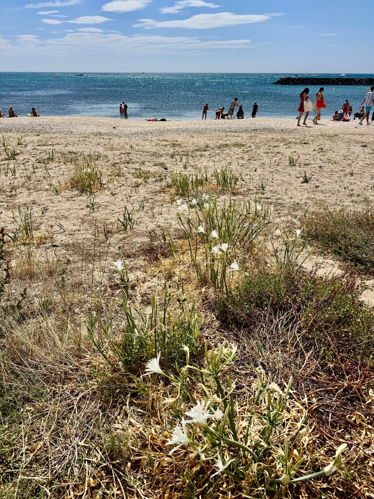 White flowers on the beach.  by cocobella
