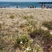 White flowers on the beach. 