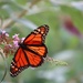 Open Wings
