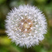 dandy clock