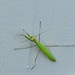 Green Visitor 