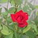 Reblooming...