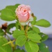 My Favorite Rose...