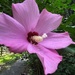 Rose of Sharon