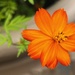 Orange Cosmo