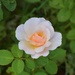 And In Full Bloom...