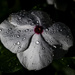 VINCA