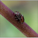 Itsy Bitsy Spider