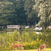 Bambі and Bambi 