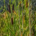 Cattails