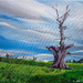 Dead tree (acrylic painting)