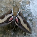 Bedstraw hawk moth