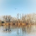 Winter trees