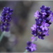 lavender's blue..
