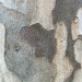 More Bark