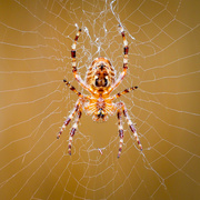 15th Aug 2025 - 68/365