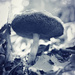 Bolete