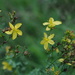 St. John's Wort