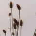 Teasels