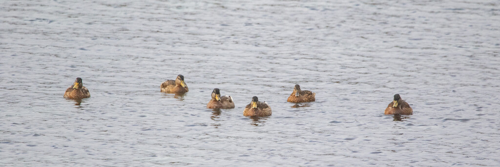 We're Watching by lifeat60degrees