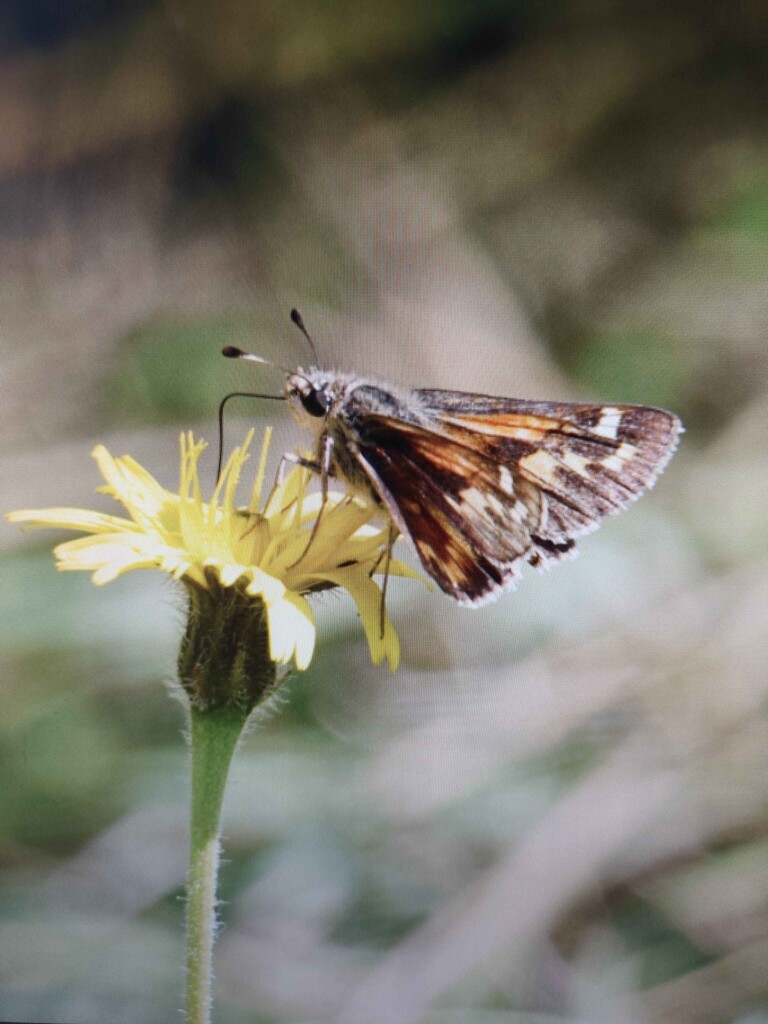Silver spotted skipper by nickrh14