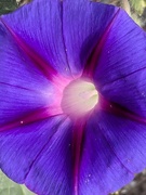 17th Aug 2025 - Bee's eye view