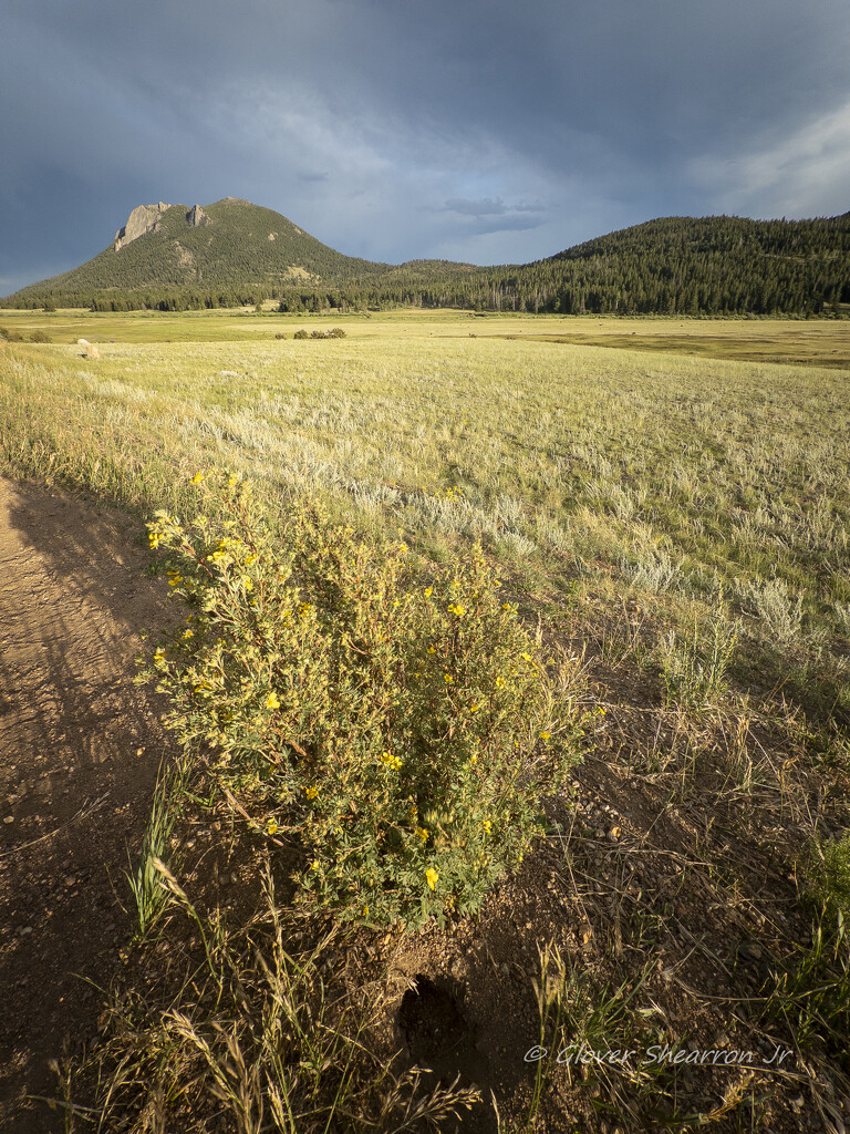 Ground squirrel view of meadow in Rocky Mountain National Park by ggshearron