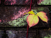 18th Aug 2025 - 71/365