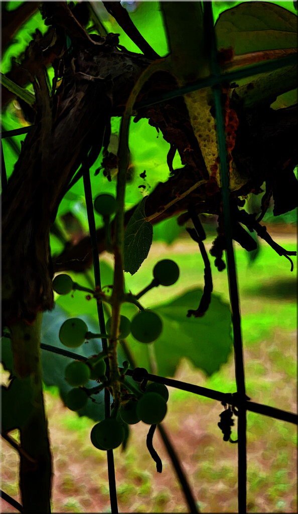 My little grape vine by 365projectorgchristine