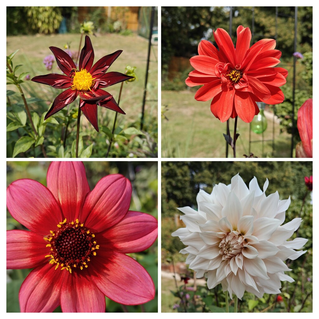 Dahlias  by nickrh14