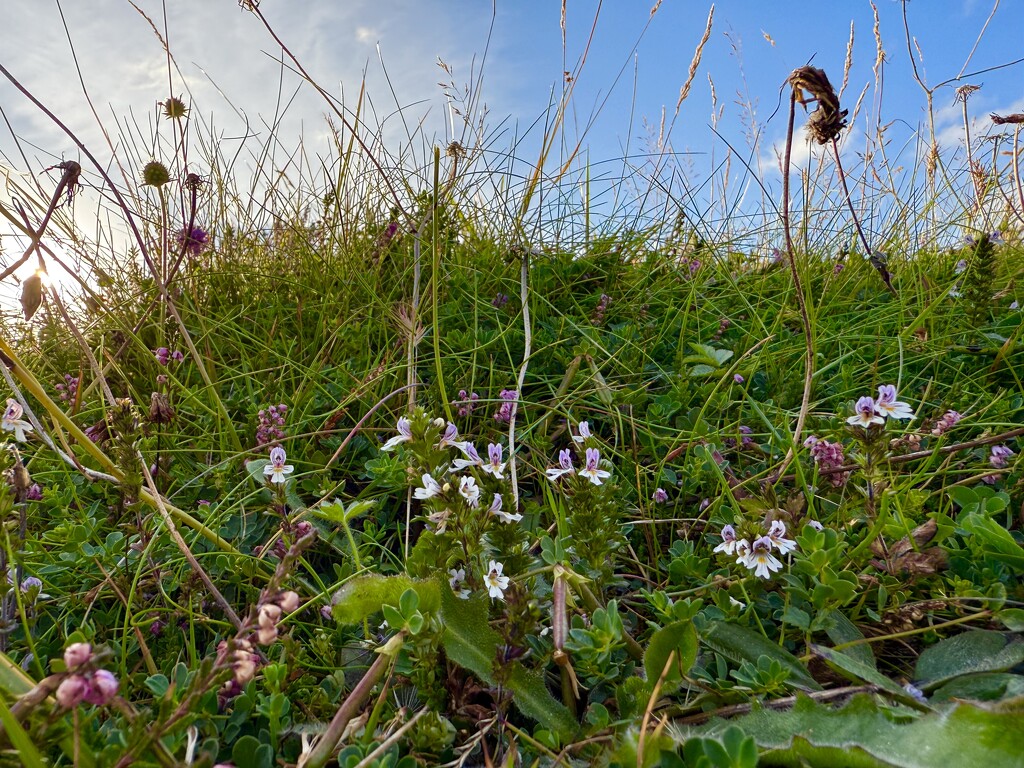 Eyebright by lifeat60degrees