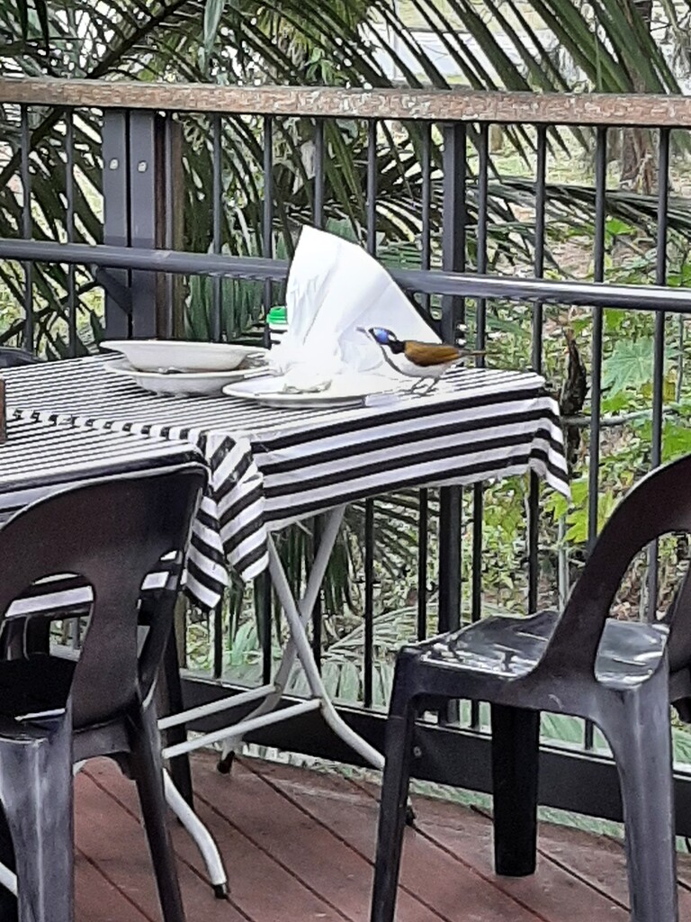 A Splash of Colour  by mozette