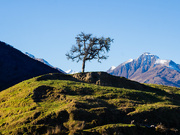 8th Aug 2025 - The lone tree