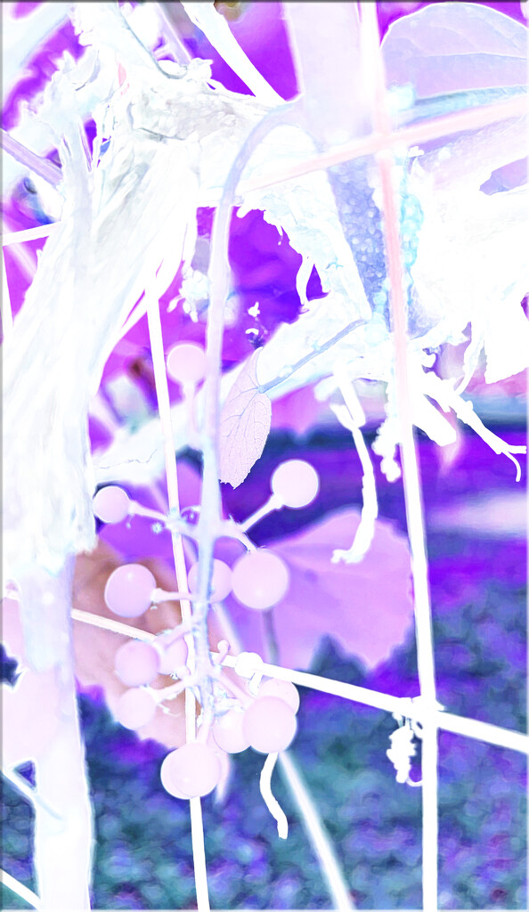 My little inverted grape vine by 365projectorgchristine