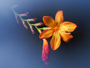 20th Aug 2025 - 73/365