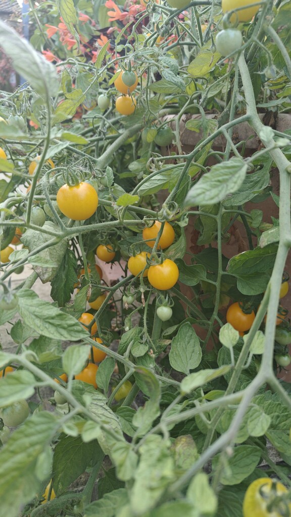 Tomato harvest by nickrh14
