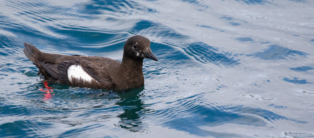 Tystie by lifeat60degrees